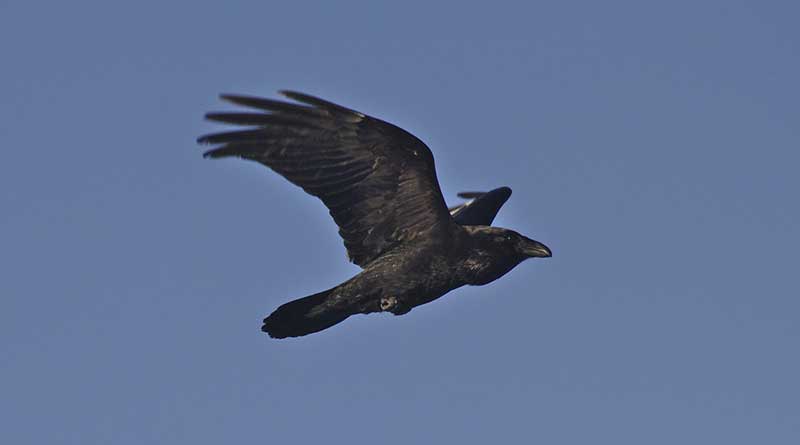 Ravens fed Elijah on 2hearts